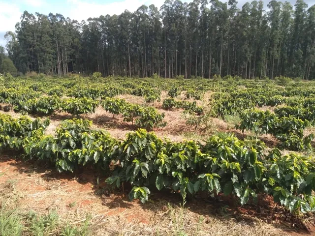 Imagem 12: Sítio de (1 1/2 Alqueire ) Formado em Café e Abacate no Sul de Minas Gerais