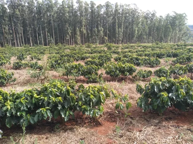 Imagem 10: Sítio de (1 1/2 Alqueire ) Formado em Café e Abacate no Sul de Minas Gerais