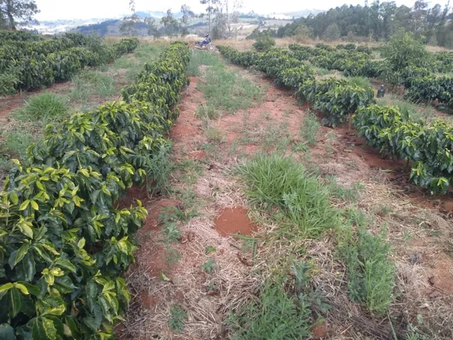 Imagem 4: Sítio de (1 1/2 Alqueire ) Formado em Café e Abacate no Sul de Minas Gerais