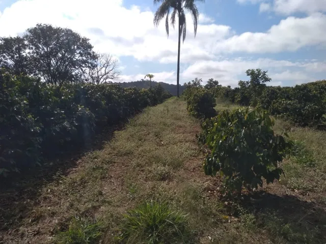 Imagem 12: Sítio de 1 Alqueire Formado em Café e Abacate no Sul de Minas Gerais