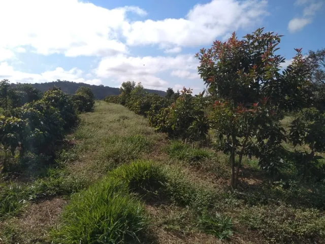 Imagem 6: Sítio de 1 Alqueire Formado em Café e Abacate no Sul de Minas Gerais