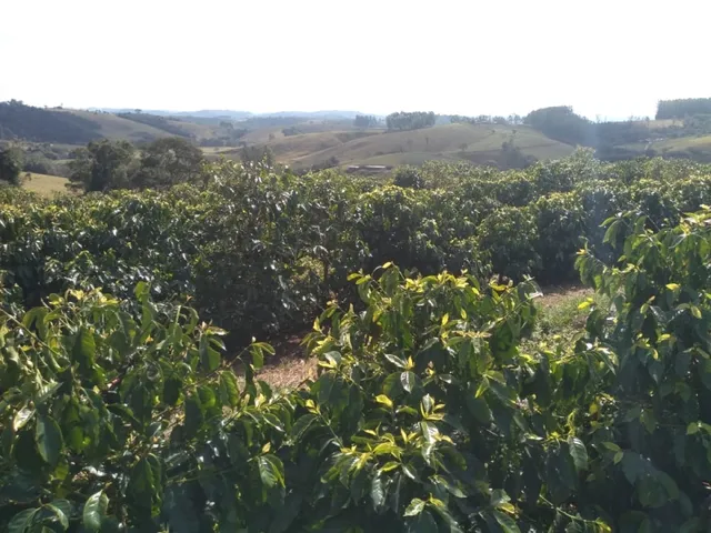 Imagem 11: Sítio de 1 Alqueire Formado em Café e Abacate no Sul de Minas Gerais