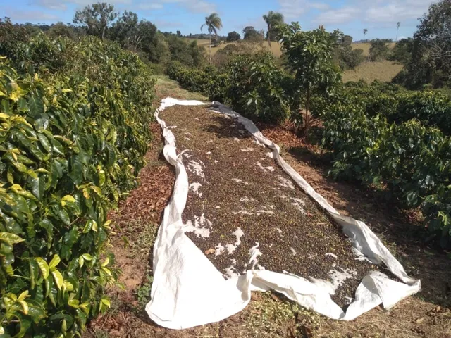 Imagem 10: Sítio de 1 Alqueire Formado em Café e Abacate no Sul de Minas Gerais