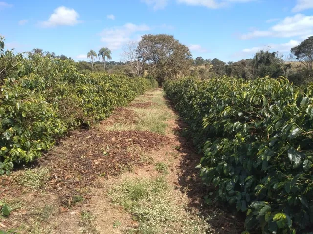 Imagem 4: Sítio de 1 Alqueire Formado em Café e Abacate no Sul de Minas Gerais