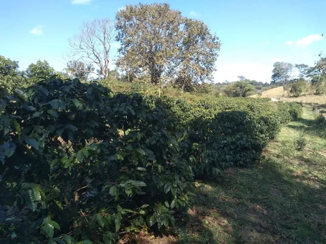 Imagem 2: Sítio de 1 Alqueire Formado em Café e Abacate no Sul de Minas Gerais