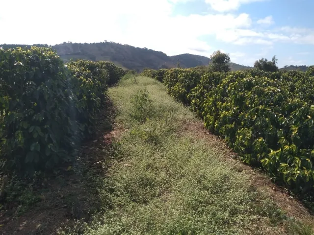 Imagem 9: Sítio de 1 Alqueire Formado em Café e Abacate no Sul de Minas Gerais