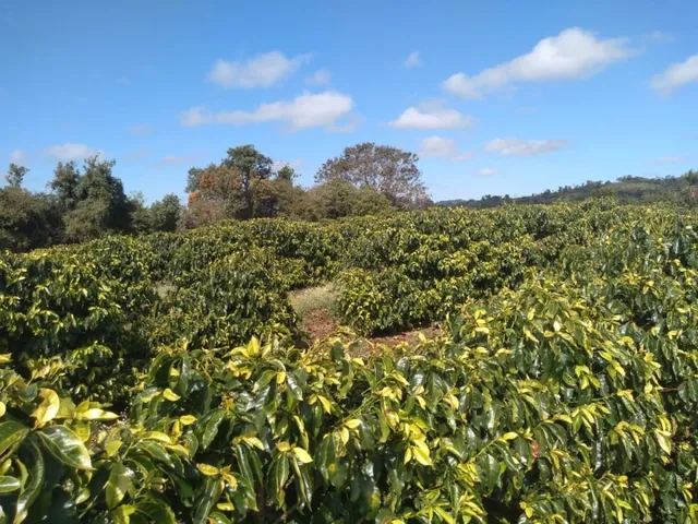 Imagem 3: Sítio de 1 Alqueire Formado em Café e Abacate no Sul de Minas Gerais