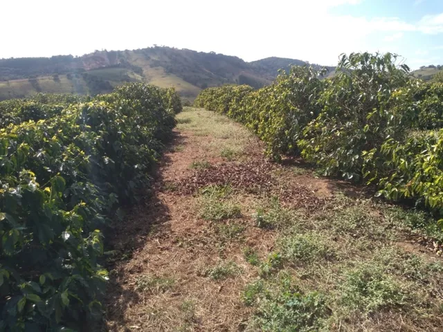 Imagem 7: Sítio de 1 Alqueire Formado em Café e Abacate no Sul de Minas Gerais