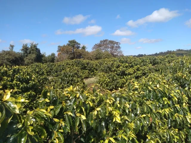 Imagem 8: Sítio de 1 Alqueire Formado em Café e Abacate no Sul de Minas Gerais