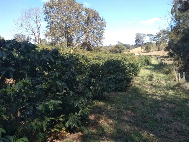 Imagem 5: Sítio de 1 Alqueire Formado em Café e Abacate no Sul de Minas Gerais