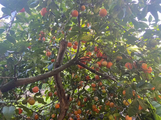 Imagem 4: Sítio Município de Imaruí Bairro Fazenda