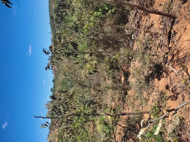 Imagem: Terreno de 20 Mil Mt em Pitangui Mg