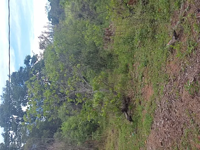 Imagem 11: Sítio de 3 Há em Carmópolis de Minas Mg