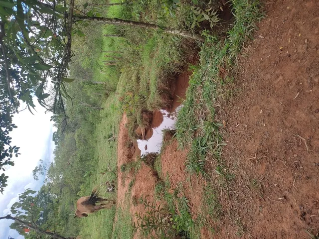 Imagem 12: Sítio de 3 Há em Carmópolis de Minas Mg