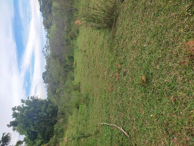 Imagem 8: Sítio de 3 Há em Carmópolis de Minas Mg