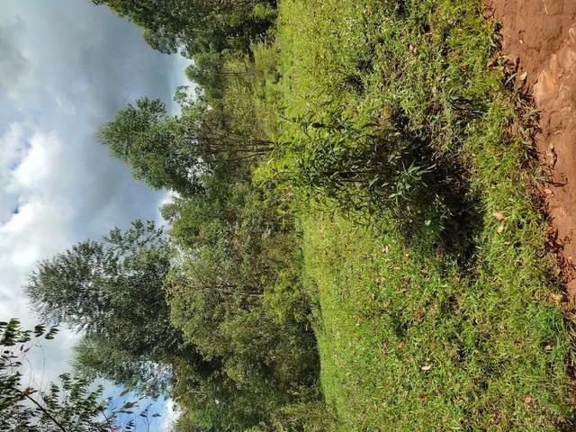 Imagem 13: Sítio de 4 Há em Jeceaba Mg