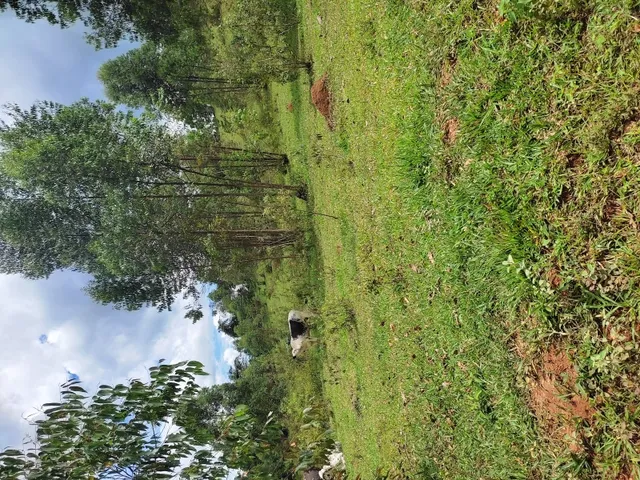 Imagem 2: Sítio de 4 Há em Jeceaba Mg