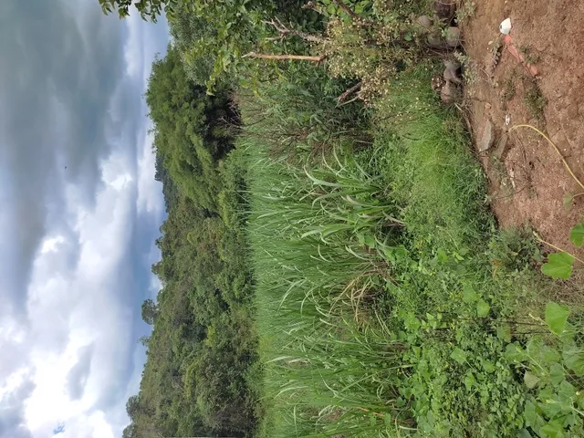 Imagem 4: Sítio de 4 Há em Jeceaba Mg
