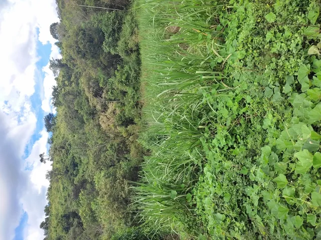 Imagem 8: Sítio de 4 Há em Jeceaba Mg