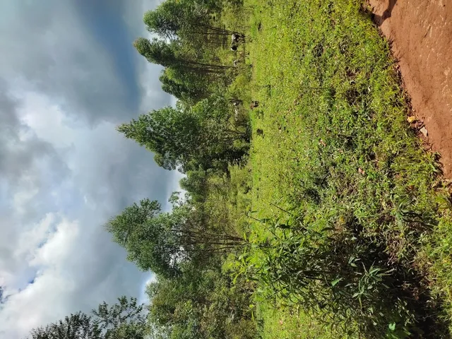 Imagem 14: Sítio de 4 Há em Jeceaba Mg