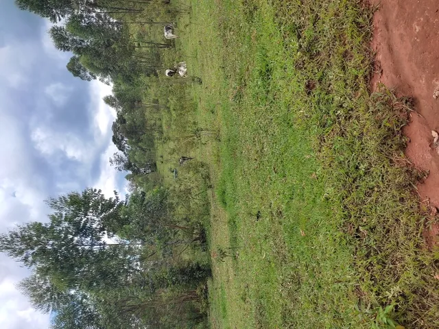 Imagem 6: Sítio de 4 Há em Jeceaba Mg