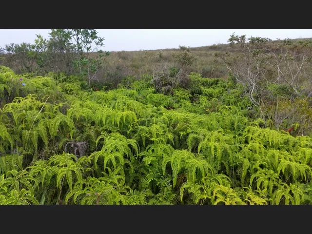 Imagem 10: Três Hectares de Paz e Beleza na Serra do Intendente, com Nascentes