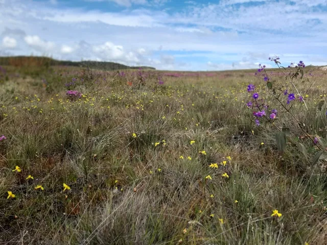 Imagem 16: Três Hectares de Paz e Beleza na Serra do Intendente, com Nascentes