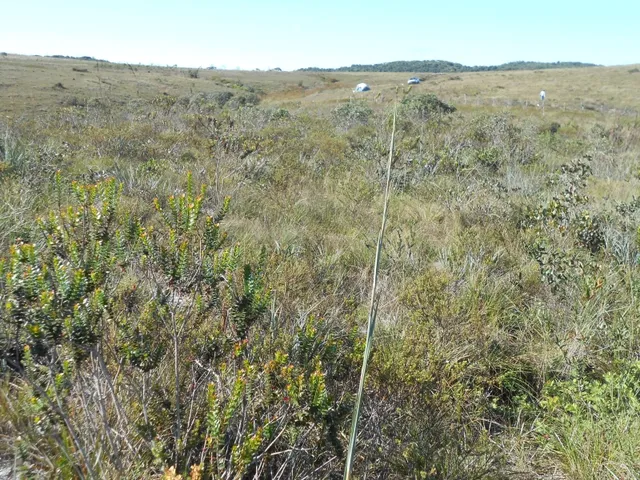 Imagem 12: Três Hectares de Paz e Beleza na Serra do Intendente, com Nascentes