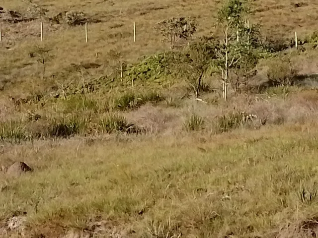 Imagem 15: Três Hectares de Paz e Beleza na Serra do Intendente, com Nascentes