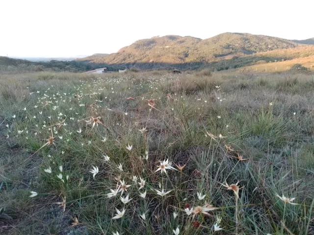 Imagem 14: Três Hectares de Paz e Beleza na Serra do Intendente, com Nascentes