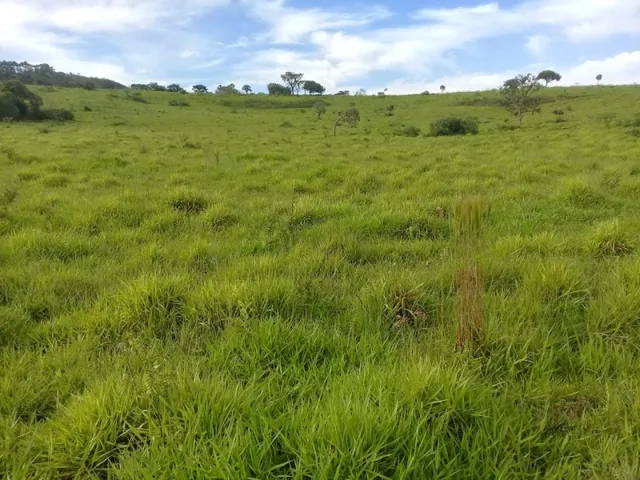 Imagem 10: Fazenda de 130 Há em Congonhas do Norte Mg