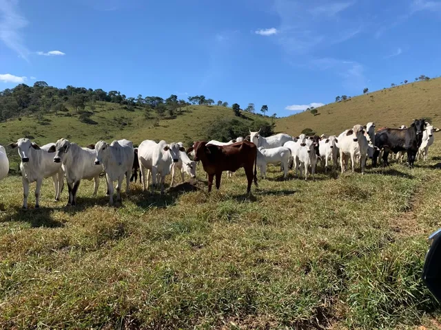 Imagem 16: Fazenda de 130 Há em Congonhas do Norte Mg