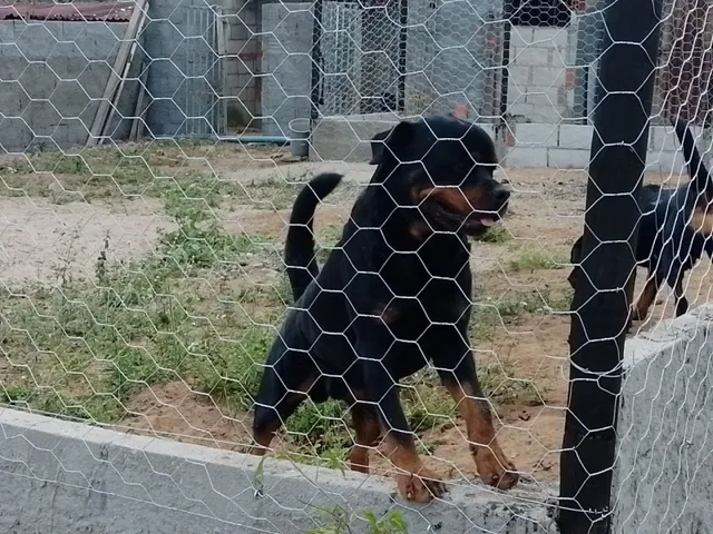 Imagem 15: Chácara no Povoado Umburana em Senhor do Bonfim Ba