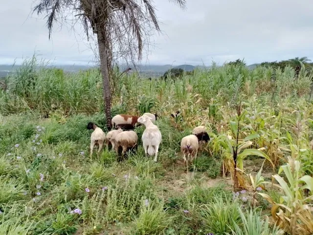 Imagem 8: Chácara no Povoado Umburana em Senhor do Bonfim Ba