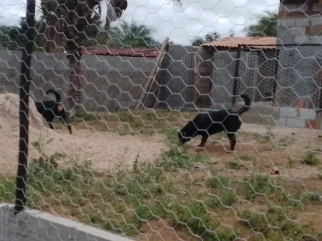 Imagem 5: Chácara no Povoado Umburana em Senhor do Bonfim Ba