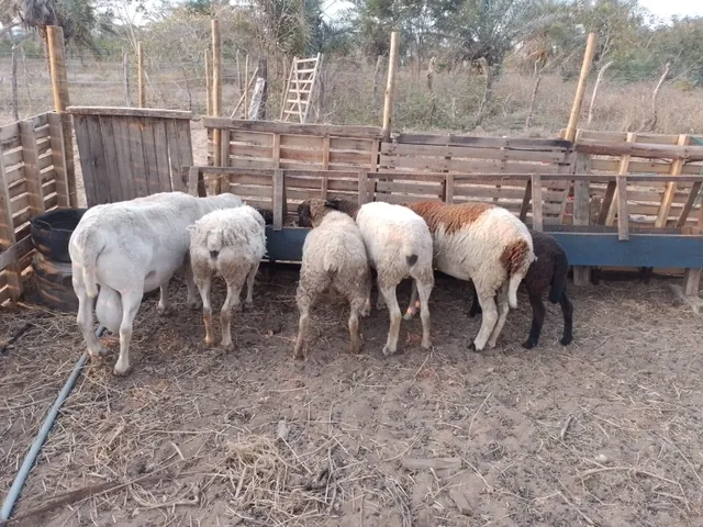 Imagem 12: Chácara no Povoado Umburana em Senhor do Bonfim Ba