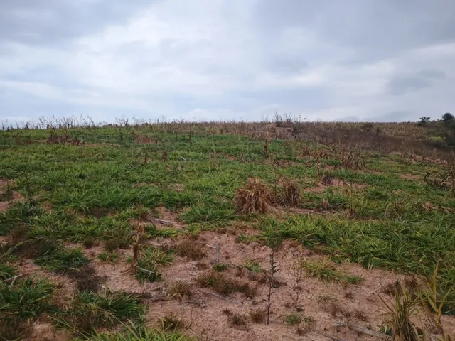 Imagem 8: Terreno Plano de 26 Ha Piedade Gerais Mg