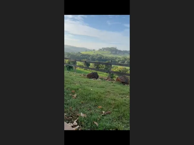 Imagem 6: Chacara de 1.800 Mt em Carmópolis de Minas