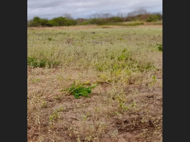 Imagem 2: Terreno de 16.500 M² em Região Promissora
