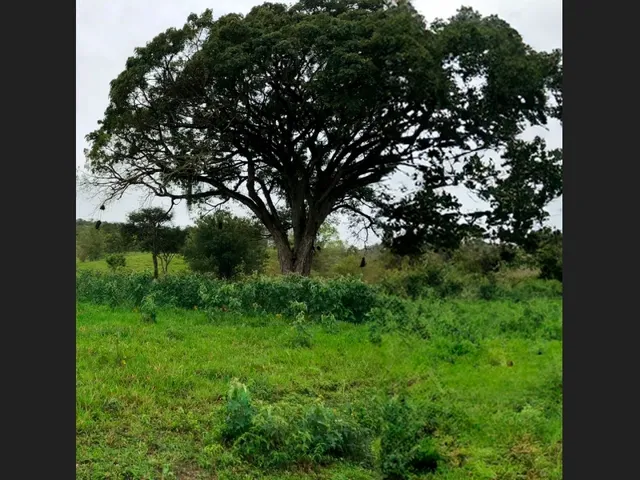 Imagem 4: Terreno em Senhor do Bonfim - 10.400 M²