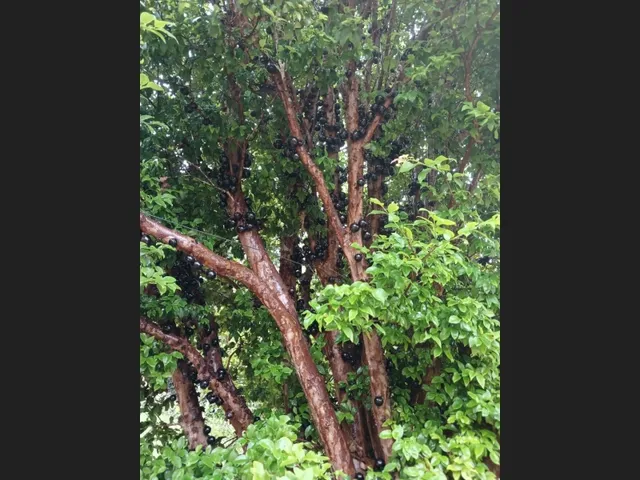 Imagem 14: Sítio de 3 Há em Carmópolis de Minas Mg