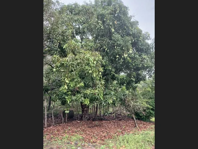 Imagem 11: Sítio de 3 Há em Carmópolis de Minas Mg