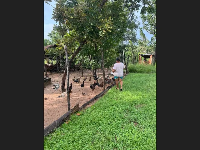 Imagem 8: Sitio em Timon - 4 Ha