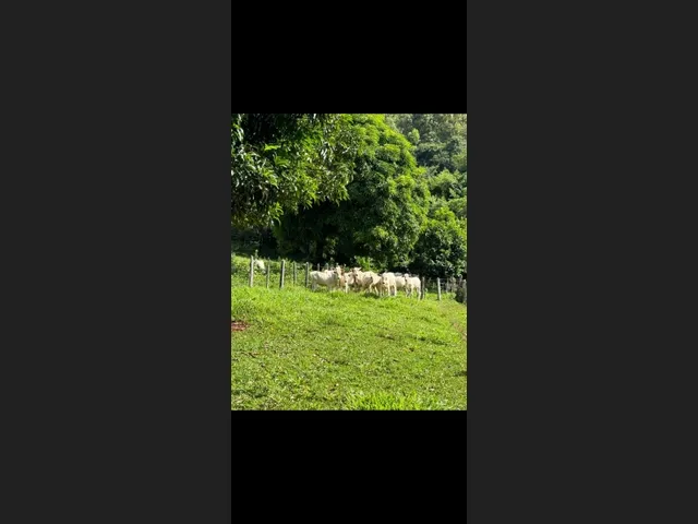 Imagem 12: Fazenda de 96 Há Região de Itaguara Mg