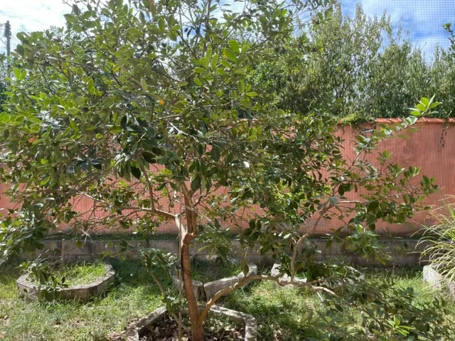 Imagem 3: Linda Casa com Hidromassagem em Iguaba Apenas R$ 250.000.00