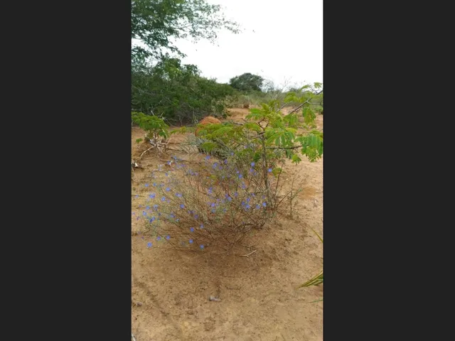 Imagem 3: Venda de Propriedade Rural em Morro do Chapeu