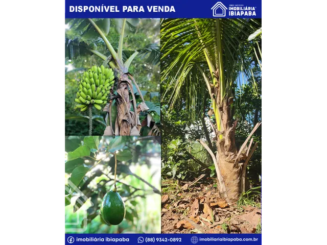 Imagem 10: Excelente Chácara Disponível para Venda com Apenas 2 Km do Centro de São Benedito