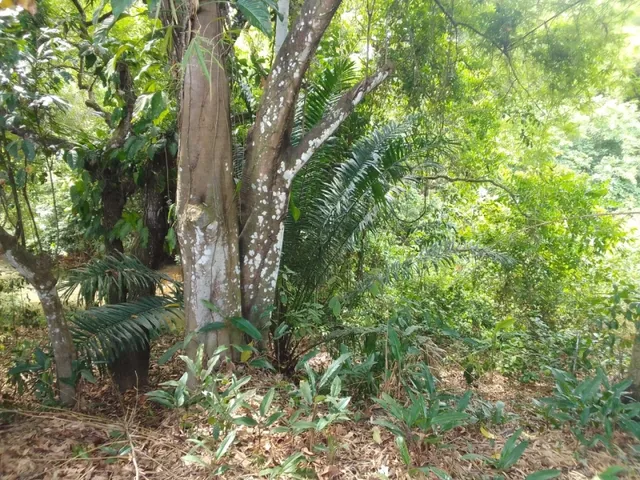 Imagem 11: Vendo Uma Chácara no Cabo de Santo Agostinho com 9.382M2