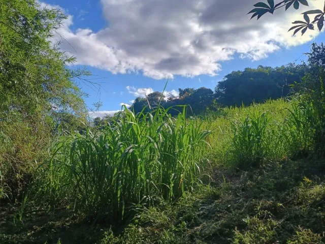Imagem 12: Fazendinha de 14 Há em Carmópolis do Cajuru Mg