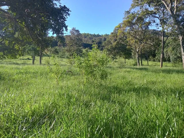 Imagem 10: Fazendinha de 14 Há em Carmópolis do Cajuru Mg